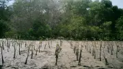 Langkah Berkelanjutan dengan Penanaman Mangrove hingga Perlindungan Satwa Laut