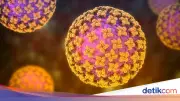Mengenal Hantavirus: Gejala, Penularan, dan Pencegahan