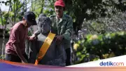 Menjelang Waisak, Arca Unfinished Buddha Borobudur Dipindah ke Lapangan Kenari