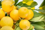 Mitos atau Fakta: Apakah Lemon Efektif Usir Kecoa dari Rumah?