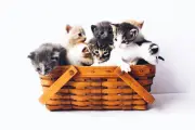 Panduan Melatih Anak Kucing Buang Air di Kotak Pasir