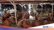 Panduan Memilih Hewan Kurban Idul Adha 2026: Syarat dan Jenis