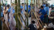Pemkab Serang Kurban 1.000 Kambing, Bagikan ke 22 Ribu Mustahik