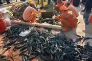 Peneliti BRIN: Ikan Sapu-Sapu Tak Bisa Lepaskan Kandungan Logam Berat