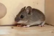 Penyebab Tikus Lebih Sering Masuk Rumah Saat Musim Hujan
