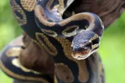 Penyebab Ular Masuk Rumah dan Cara Mencegahnya