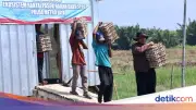 Polda Metro Jaya Panen 3.000 Butir Telur untuk Dukungan Ketahanan Pangan