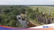 Polisi Jerat PT Musim Mas sebagai Tersangka Perusakan Lingkungan di Riau
