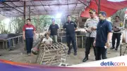 Polresta Tangerang Gerebek Judi Sabung Ayam, 28 Motor Diamankan