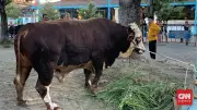 Presiden Prabowo Kurban Sapi 1,08 Ton di Masjid Agung Surakarta