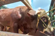 Presiden Prabowo Salurkan 1.098 Sapi Kurban Bobot Hingga 1,3 Ton