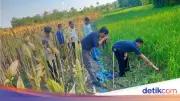 Pria Lansia di Grobogan Tewas Tersetrum Jebakan Tikus Sendiri
