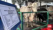 Sapi Kurban 1,1 Ton Milik Prabowo Tiba di Surabaya Sempat Mengamuk