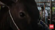 Sapi Kurban 350 Kg Terperosok Gorong-Gorong di Pulogadung, Damkar Evakuasi