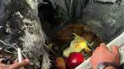 Sapi Kurban di Mojokerto Terperosok Septic Tank, Evakuasi 3 Jam