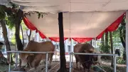 Sapi Kurban Jumbo Prabowo-Gibran di Masjid Istiqlal Berbobot 1,3 Ton
