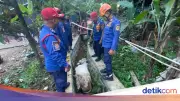 Sapi Kurban Kabur dan Nyebur ke Selokan di Babakan Madang Bogor