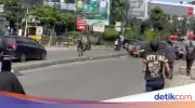 Sapi Kurban Lepas Berlarian di Ciputat, Lalin Macet Parah