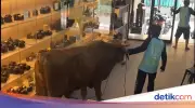 Sapi Kurban Ngamuk Masuk Toko Kamera di Bogor, Pegawai dan Pembeli Panik