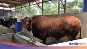 Sapi Limousin Bobi Seberat 1,1 Ton Jadi Kurban Presiden Prabowo di Serang