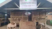 Seleksi Ketat Hewan Kurban untuk Korban Banjir Aceh