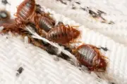 Serangga Kecil yang Hidup Berdampingan dengan Manusia di Rumah