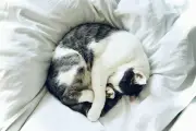 Studi Ungkap Kanker Kucing Mirip dengan Manusia, Buka Peluang Pengobatan