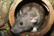 Tikus Sering Masuk Rumah Meski Bersih? Ini Penyebab yang Jarang Disadari