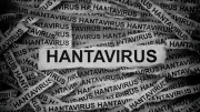 Update Kasus Hantavirus Jakarta: 3 Positif, 6 Suspek Dipantau