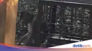 Viral Monyet Dirantai di Margonda Depok, Damkar Lakukan Pengecekan