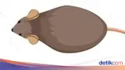 Visualisasi Wabah Tikus yang Serang Australia, 8.000 Ekor per Hektar