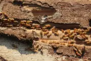 Waspada! 5 Tanda Rumah Diserang Rayap yang Sering Tak Disadari