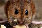 Waspada Hantavirus: Ancaman Tikus di Rumah dan Gejala Berbahaya