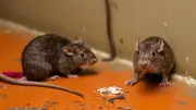Waspada Hantavirus dari Kotoran Tikus Kering, Ini Cara Aman Membersihkannya