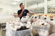 Wisata Edukasi Jamur di Jejamuran Resto Sleman, Ada 34 Jenis