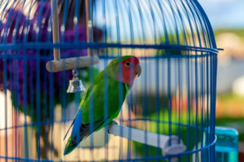 7 Makanan Beracun yang Wajib Dihindari untuk Burung Peliharaan