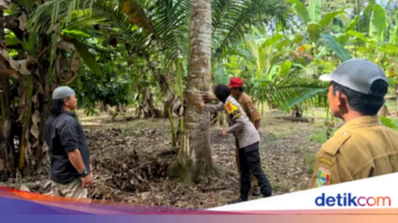 Beruang Masuk Kebun, Warga Tanggamus Panik Saat Berkebun