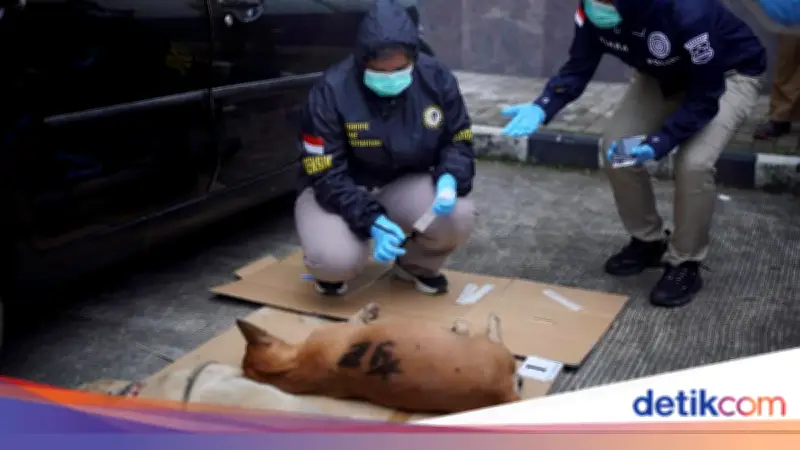 Bocah 9 Tahun Tewas Diserang Anjing Pemburu di Bogor, Anjing Mati Kehabisan Oksigen