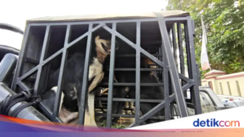 Bocah 9 Tahun Tewas Diserang Empat Anjing Pemburu di Bogor, Pemilik Jadi Tersangka