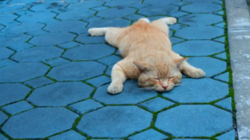 Buang Kucing ke Banjir Kanal, Pria Semarang Ditangkap Polisi
