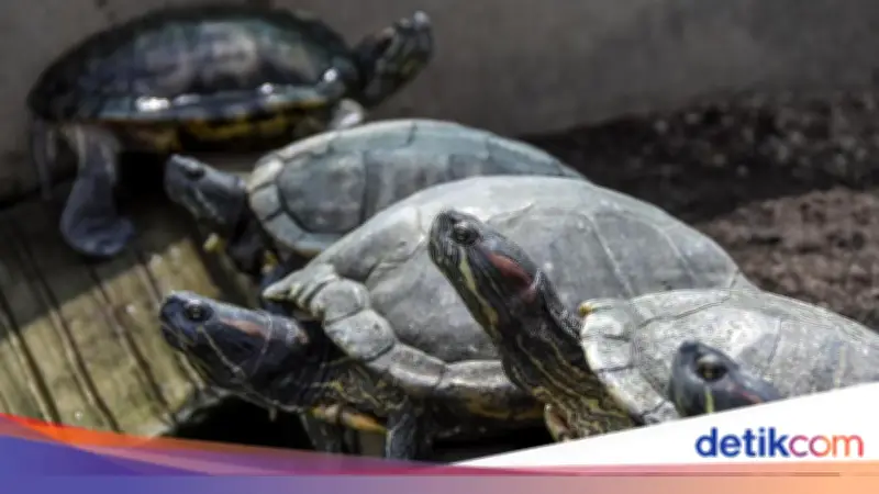 China Khawatir Kura-kura dan Ikan Jadi Alat Mata-mata Asing