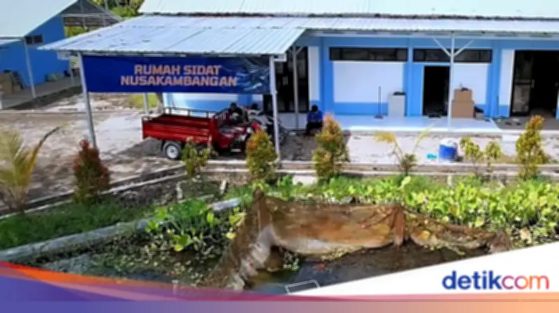 Dampak Budidaya Sidat Nusakambangan bagi Ekonomi Warga Cilacap