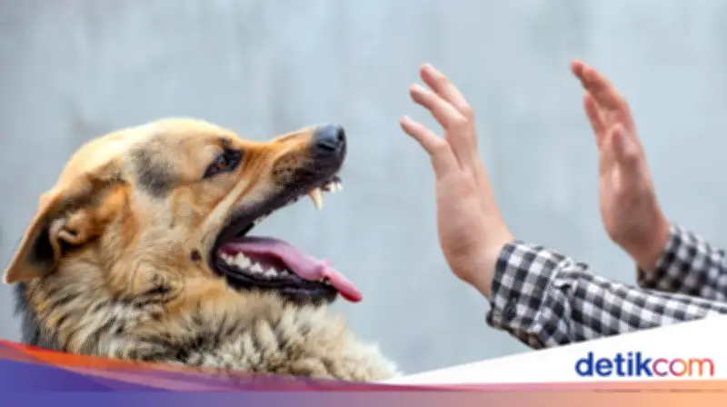Detik-detik Bocah Bogor Tewas Digigit Anjing Pemburu, Ayah Murka