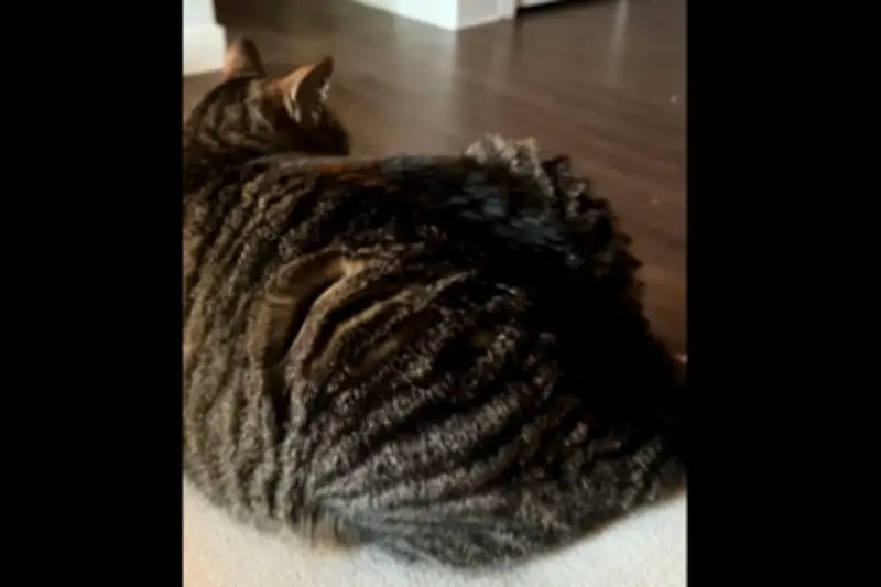 Fakta di Balik 'Bulu Bawang Putih' pada Kucing yang Viral di TikTok