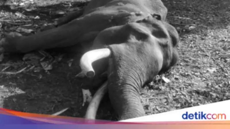 Gajah Sumatera Indro Mati di TNTN Akibat Komplikasi Fase Musth