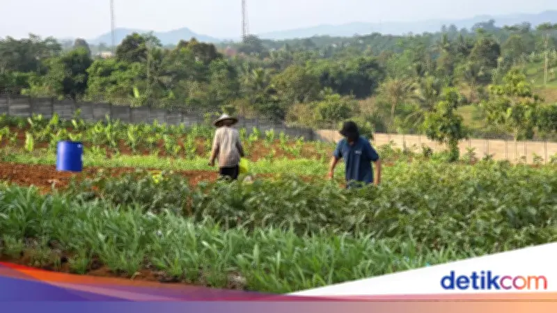 Hasil Kebun Napi Lapas Warungkiara Tembus Pasar Bandung dan Tangerang