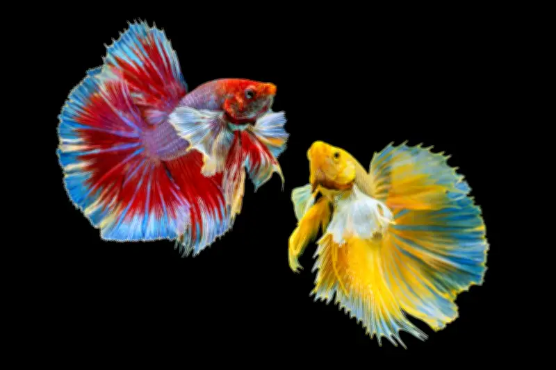 Ikan Cupang: Si Cantik Agresif dengan Sifat Teritorial yang Tinggi