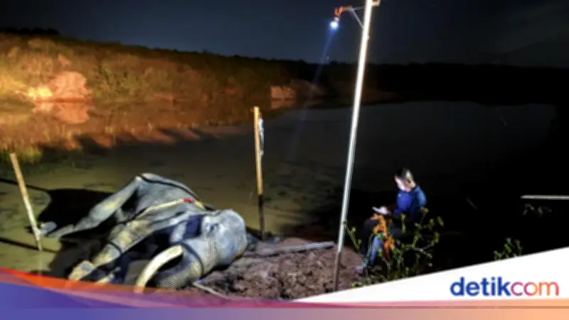 Indra, Gajah Tangguh TN Way Kambas Mati di Usia 42 Tahun