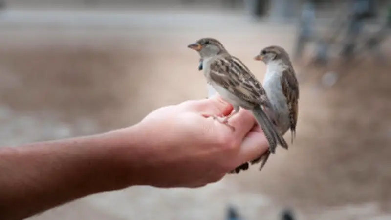 Karantina Lampung Gagalkan Penyelundupan 172 Burung Ilegal