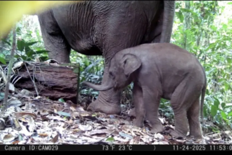 Kelahiran Nona Seroja, Bayi Gajah Sumatera, Curi Perhatian Warganet